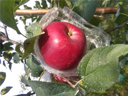 爱妃苹果苗爱妃苹果苗